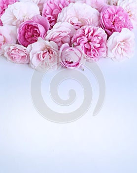 Delicate pink roses on a white background. Festive flower arrangement.