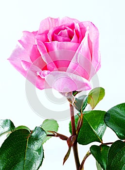 A delicate pink single rose on a white background.