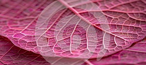Delicate pink skeleton leaf texture background botanical detail in soft tones for design projects