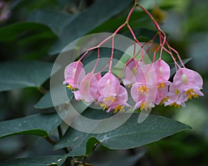 Delicate Pink Tropical Flowers Hanging in Clusters