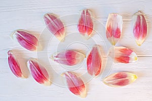 Delicate pink tulip petals on a white wooden plank background.