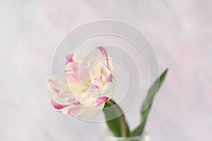 Delicate pink tulips on a pink background. banner, postcard, free space for your ideas and text.