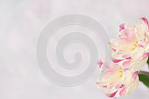 Delicate pink tulips on a pink background. banner, postcard, free space for your ideas and text.