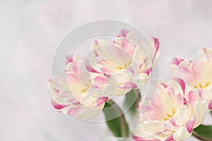 Delicate pink tulips on a pink background. banner, postcard, free space for your ideas and text.