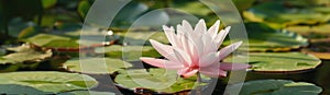 Delicate pink water lily floats peacefully on the water\'s surface, surrounded by green lily pads