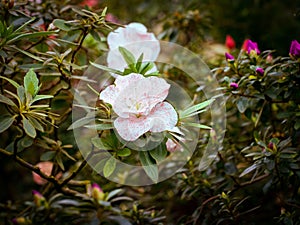 Delicate pink and white flower-Bud of azalea, bloom on a branch