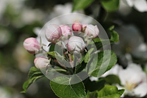 Delicate pink and white flower buds on a Discovery Apple tree, Malus domestica, opening in springtime, close-up view