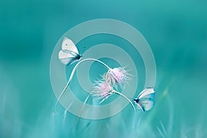 Delicate pink wild flowers and a fragile butterflies on a blue background. Summer spring image.