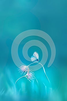 Delicate pink wild flowers and a fragile butterfly on a blue background. Summer minimalist image. Copy space.