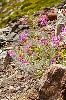 delicate pink wildflowers along the edge of an alpine meadow