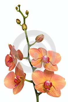 Delicate pink and yellow orchid