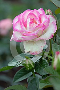 A delicate pink and yellow rose