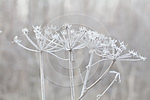 Delicate plant with hoarfrost on cold winter day