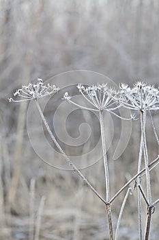 Delicate plant with hoarfrost on cold winter day
