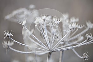 Delicate plants with hoarfrost on cold winter day