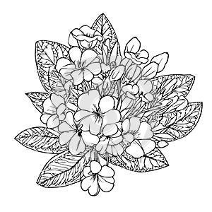 Delicate primrose tattoo. Primrose vector illustration, beautiful Preciosa flower bouquet, hand-drawn coloring pages photo