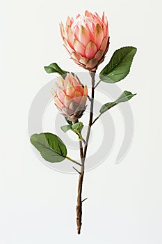 Delicate protea cynaroides flower with pink petals and green leaves against a white background photo