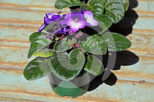 A delicate puple and white african violet plant in a pot