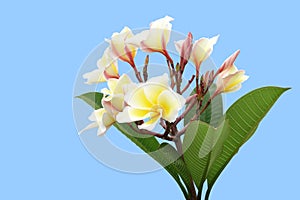 delicate pure white yellow frangipani plumeria flower or leelawadee with green leaf isolated on blue