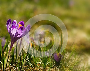 Delicate purple crocus flower blooming on spring meadow