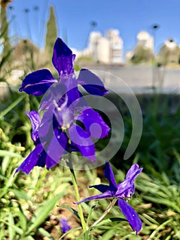 Delicate purple flower