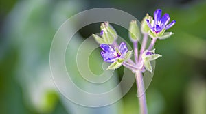 Delicate purple flower