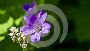 Delicate purple flower