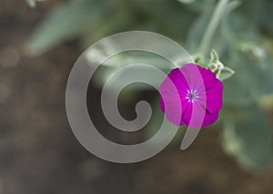 Delicate purple flower close up