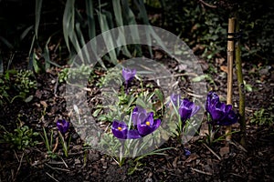 Delicate purple flower, crocus growing in the spring garden