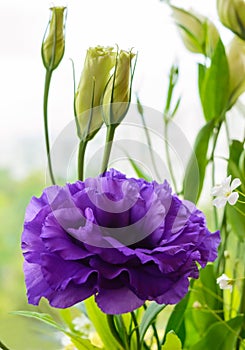 Delicate purple flower eustomy (lisianthus)