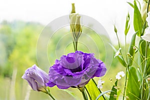 Delicate purple flower eustomy (lisianthus)