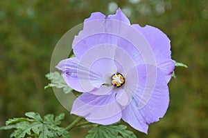 Delicate purple flower with faded green foliage background