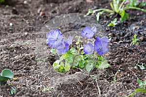 A delicate purple flower in a flower bed. The Carpathian bell