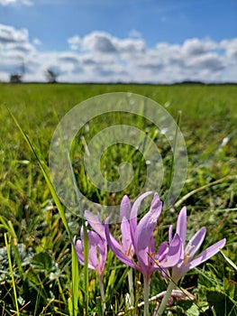 A delicate purple flower in the grass