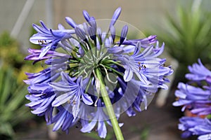 Delicate purple flower. Hints of spring.