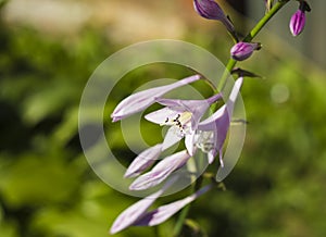 Delicate purple flower hosts in the sun