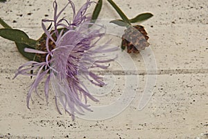 Delicate purple flower on a light background