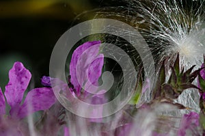 Delicate Purple Flower Petals in a Sea of Elegant White Milkweed Fibers