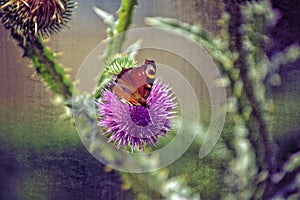 Delicate purple flower thistle flower on a green background on a summer day with beautiful colored butterfly