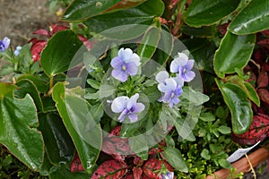 Delicate purple flowering pansies