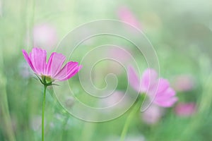 Delicate purple flowers on a blurred green background. Soft, selective focus