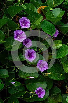 Delicate purple flowers emerge among lush green leaves, adding a pop of color to the tropical flora Morning Glory photo