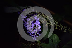 delicate purple flowers on a twig at night