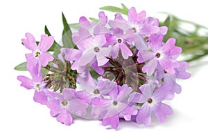 Delicate purple flowers verbena isolated