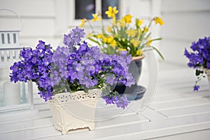 Delicate purple flowers verbena on table. Outside.