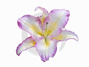 Delicate purple Lily isolated on white background. Beautiful still life. Flower in the shape of a star.