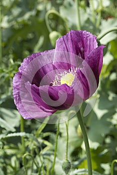 Delicate purple poppy