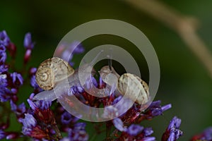 Delicate purple Sea Lavender,  Statice, Limonium perezii, with two snails in my garden