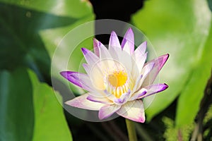 Delicate purple splashed white water Lily bloom