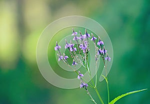 Delicate Purple Summer Flowers